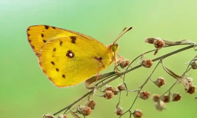 Yellow Butterfly